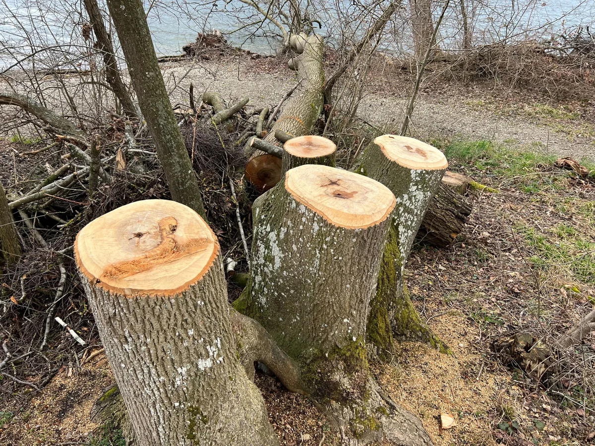 Schon im März wurden Eschen gerodet – jetzt hat man wieder Bäume mit Pilzbefall gefunden.